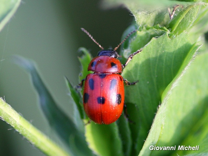 Chrysomelidae:  Gonioctena fornicata